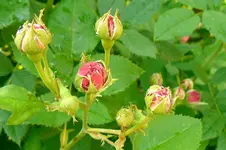24.06.2010_5.webp