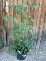 GoldenSunrise_240610.webp