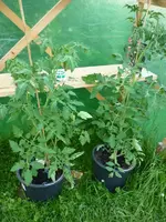 GreenZebra_NoirDeCrimee_240610.webp