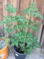 CherryNoName_240610.webp