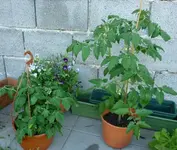 GoldeneKoenigin_TumblingTomYellow_240610.webp