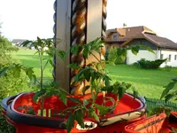 Selbstgezogene_240610.webp