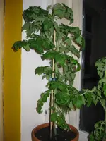 IMG_0752.webp