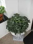 user5273_pic27178_1277411471_thumb.webp