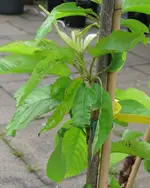 Säulenkirschen Juni 2009.webp