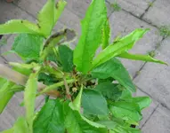 Säulen-Kirschen Juni 2009.webp