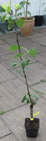 Säulenzwetschge Juni 2009.webp