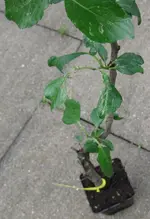 Säulen-Zwetschge Juni 2009.webp