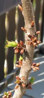 Säulenkirsche Apr 2010.webp