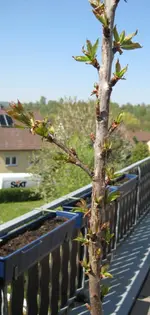 Säulen-Kirsche Apr 2010.webp