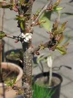 Säulen-Kirsche April 2010.webp