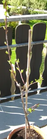 Säulenzwetschge April 2010.webp