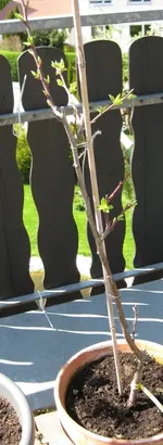 Säulen-Zwetschge April 2010.webp