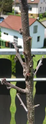 Säulenkirsche Jun 2010.webp