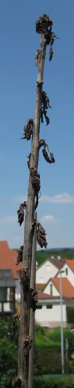 Säulen-Kirsche Jun 2010.webp