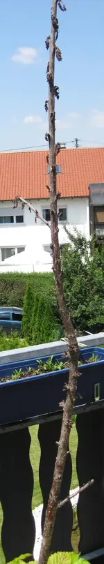 Säulenkirsche Juni 10.webp