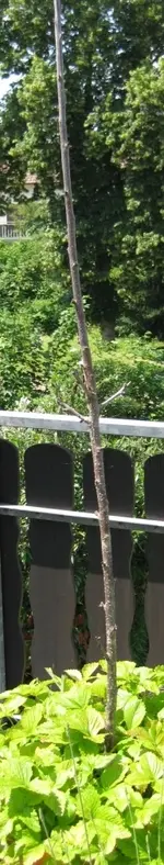 Säulenkirsche Juni 2010.webp