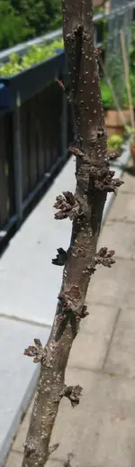 Säulen-Kirsche Juni 2010.webp