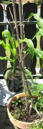 Säulenzwetschke Juni 2010.webp