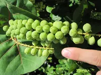 wie heißt diese pflanze.webp