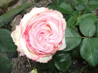 2010_0624juni0001.webp