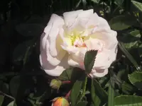 034.webp