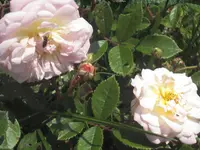 033.webp