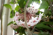 P1010136.webp