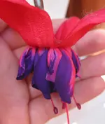 Riesenfuchsie_Voodoo (3).webp