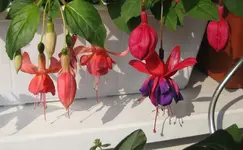 Riesenfuchsien (5).webp