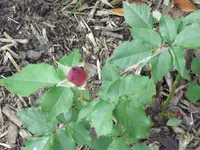 25.06 009.webp