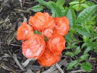 25.06 013.webp