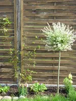 Clematis Hagley Hybrid.webp