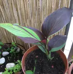 Canna.webp