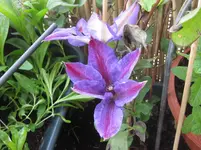 Clematis_Mrs_Thompson_2.Blüte.webp