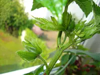 DSC01251.webp