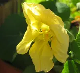 Kapu_gelb (3).webp