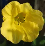 Kapu_gelb (4).webp