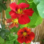 Kapuzinerkresse (4).webp