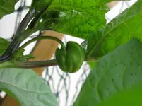 Physalis.webp