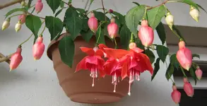 Riesenfuchsie (3).webp