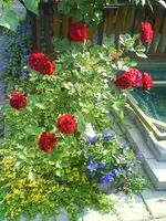 Garten 003 [640x480].webp