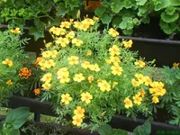 Garten 004 [640x480].webp