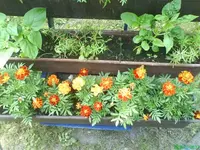 Garten 005 [640x480].webp