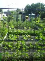 Garten 008 [640x480].webp