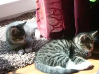 Katzen1.webp