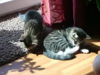 Katzen2.webp