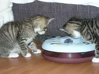 Spielen2.webp