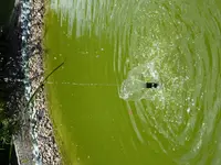 Teich 3.webp