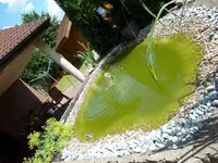 Teich 4.webp